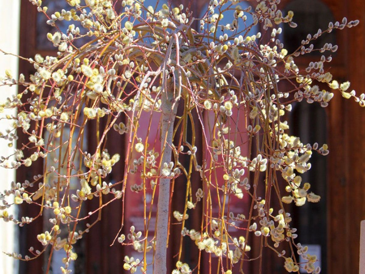 Container Grown Kilmarnock: Care For Potted Weeping Pussy Willow | Gardening Know How