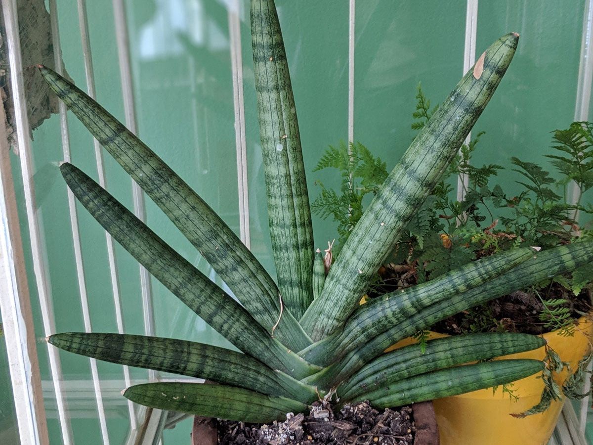 Sansevieria Cylindrica Info  Tips For Growing Starfish Sansevieria Plants  | Gardening Know How