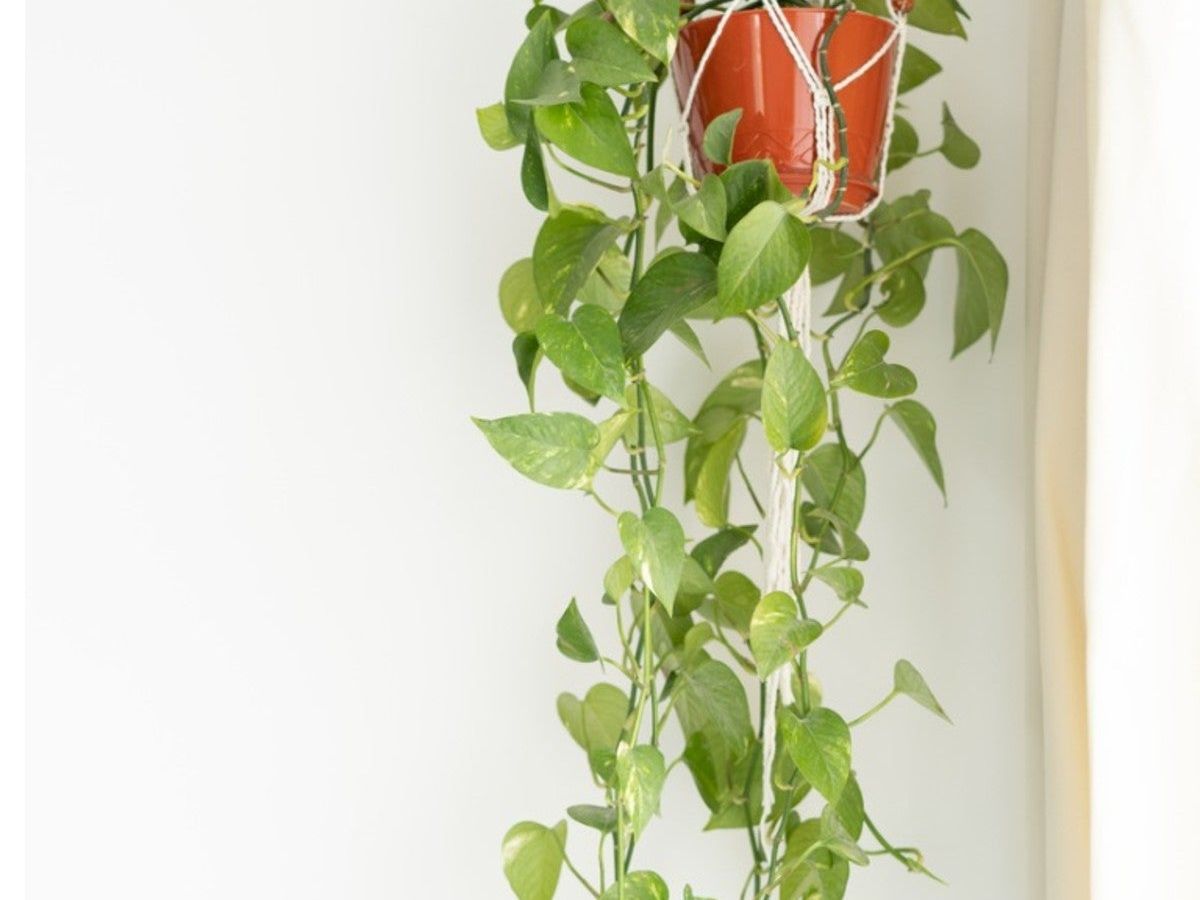 Pothos Fertilizer Needs - Pothos Plant Food Tips