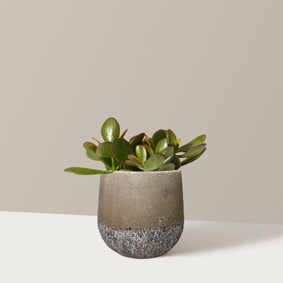 Sunset Jade - Small (2"-4" Tall) / Raven (5" Wide) / Stone