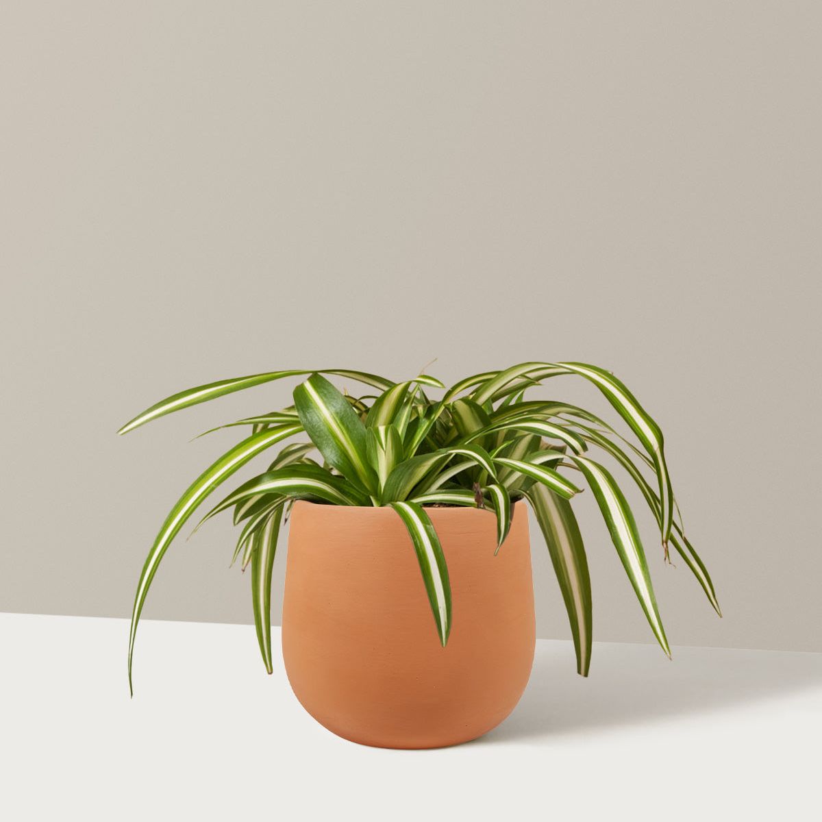 Spider Plant Variegated - Small (3"-6" Tall) / Raven (5" Wide) / Terracotta