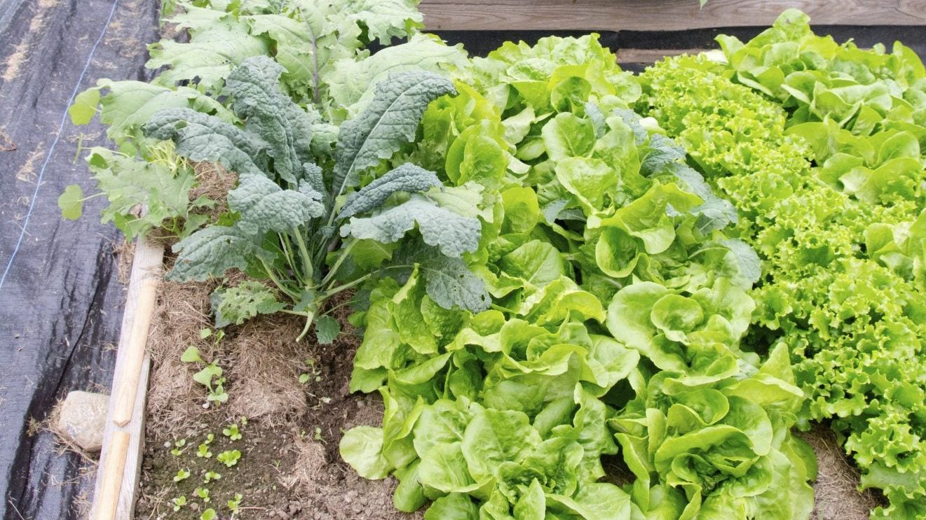 Planting Next To Sweet Potatoes - Plants That Grow Well With Sweet Potato |  Gardening Know How