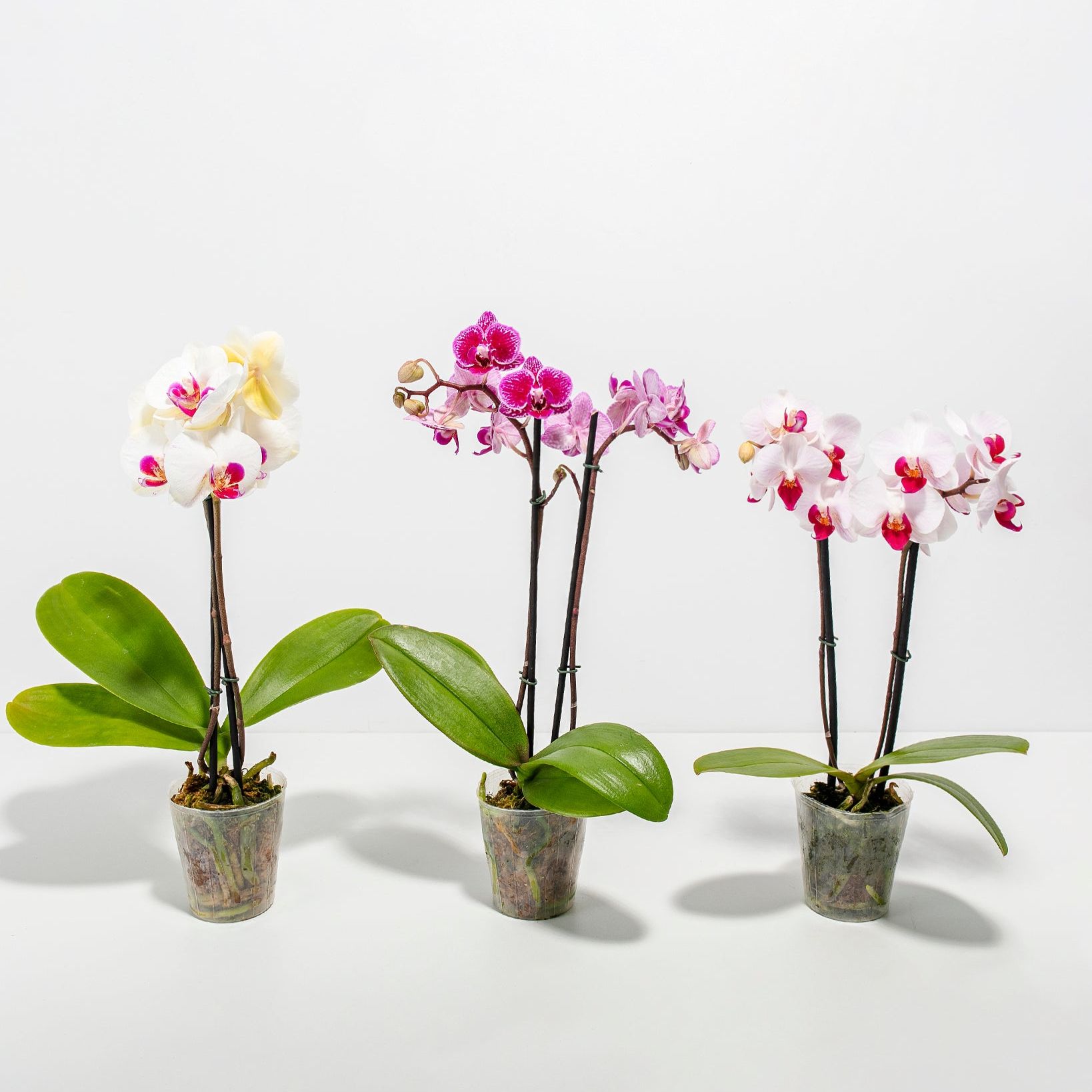 Moth Orchid Bundle - Small / Grower / Varies