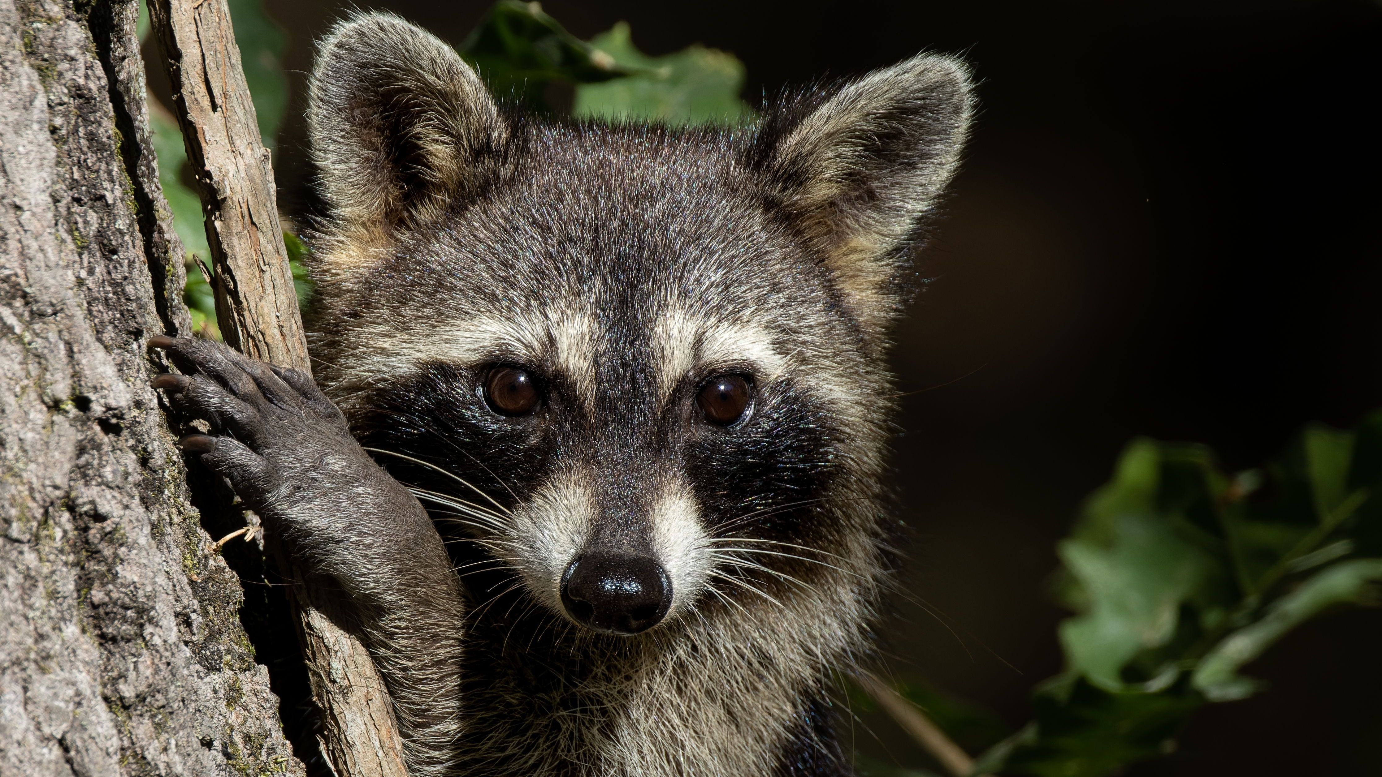 A closeup shot of a racoon hiding behind a tree; Shutterstock ID 2553833397; purchase_order: -; job: -; client: -; other:
