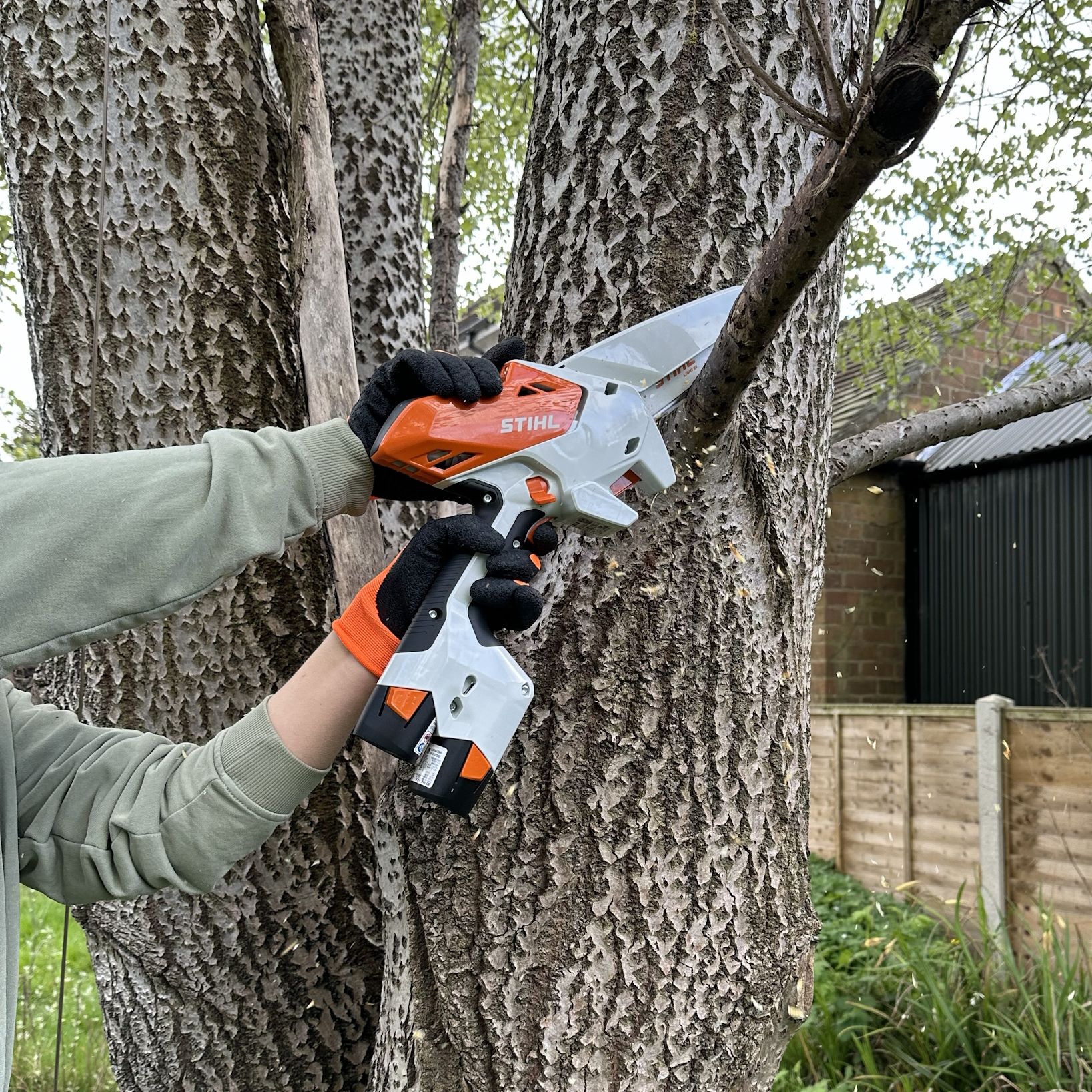 Hands holding the Stihl GTA 30 Pruners to saw off a dead branch from silver birch tree
