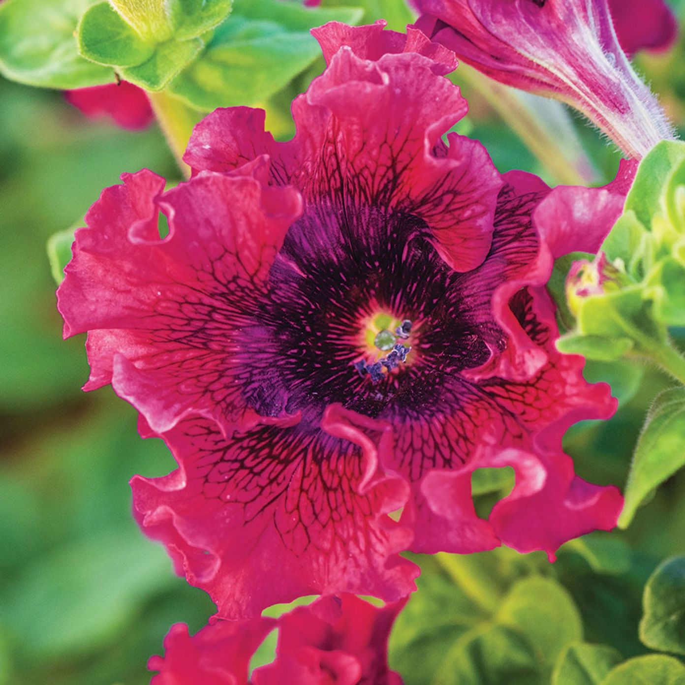 Spellbound Wine Red Petunia Seeds &amp;amp; Plants