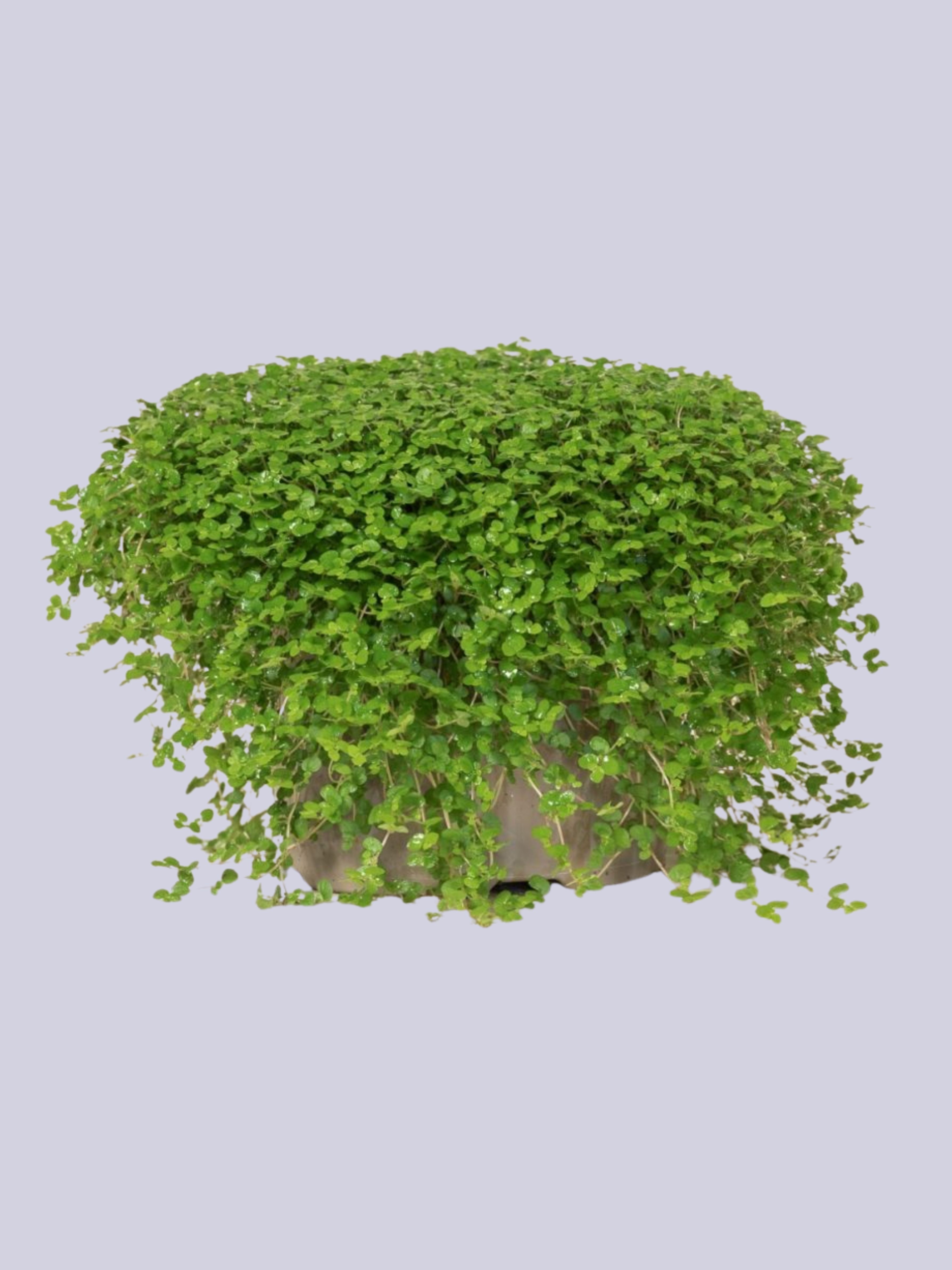 The Palm Centre, Soleirolia Soleirolii Mind-Your-Own-Business Plant