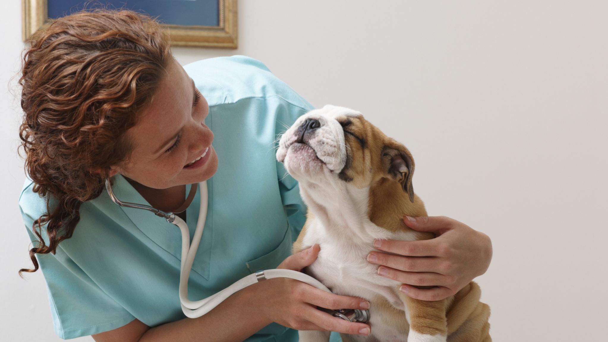 A vet listens to the heart and lungs of an English bulldog.