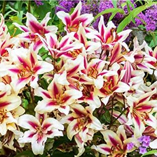 Easy to Grow Lilium Orienpet Lily 'candy Club' - 3 Plant Bulbs, Pink &amp;amp; White Flowers in Summer, Full Sun