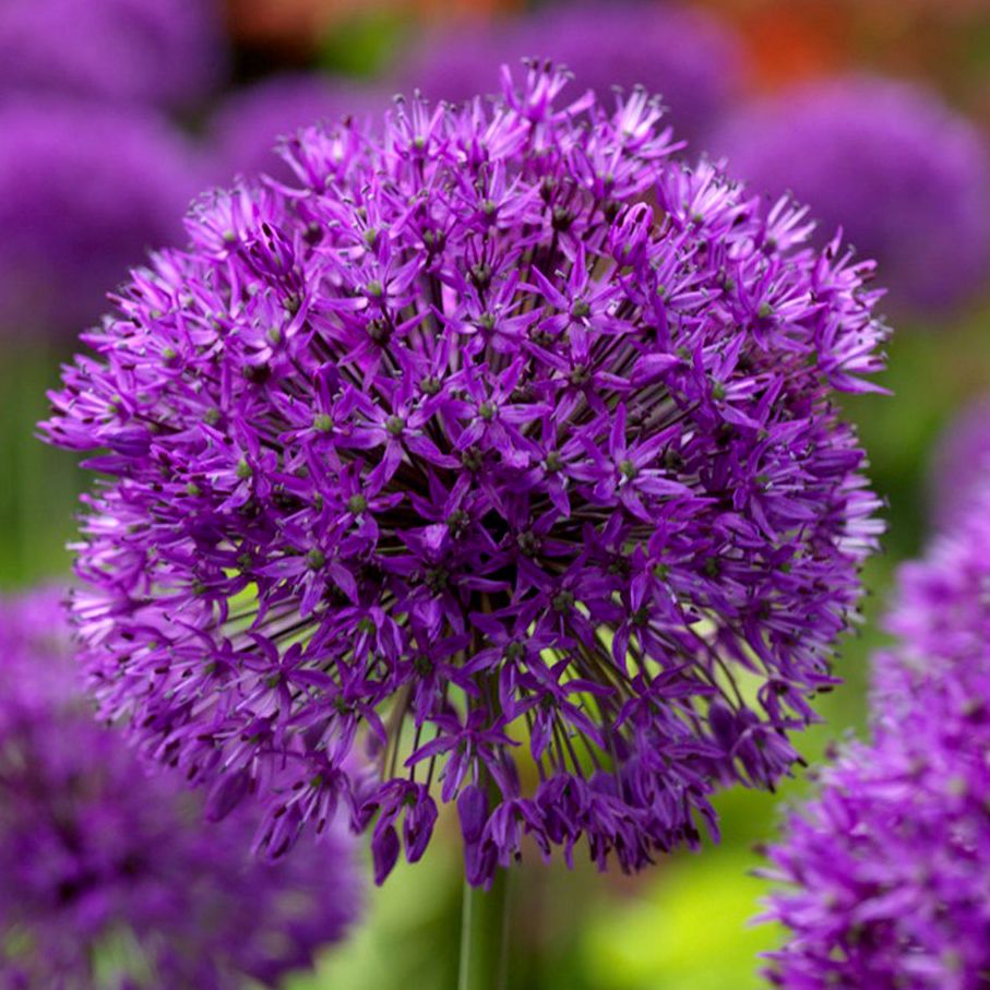 Allium Purple Sensation