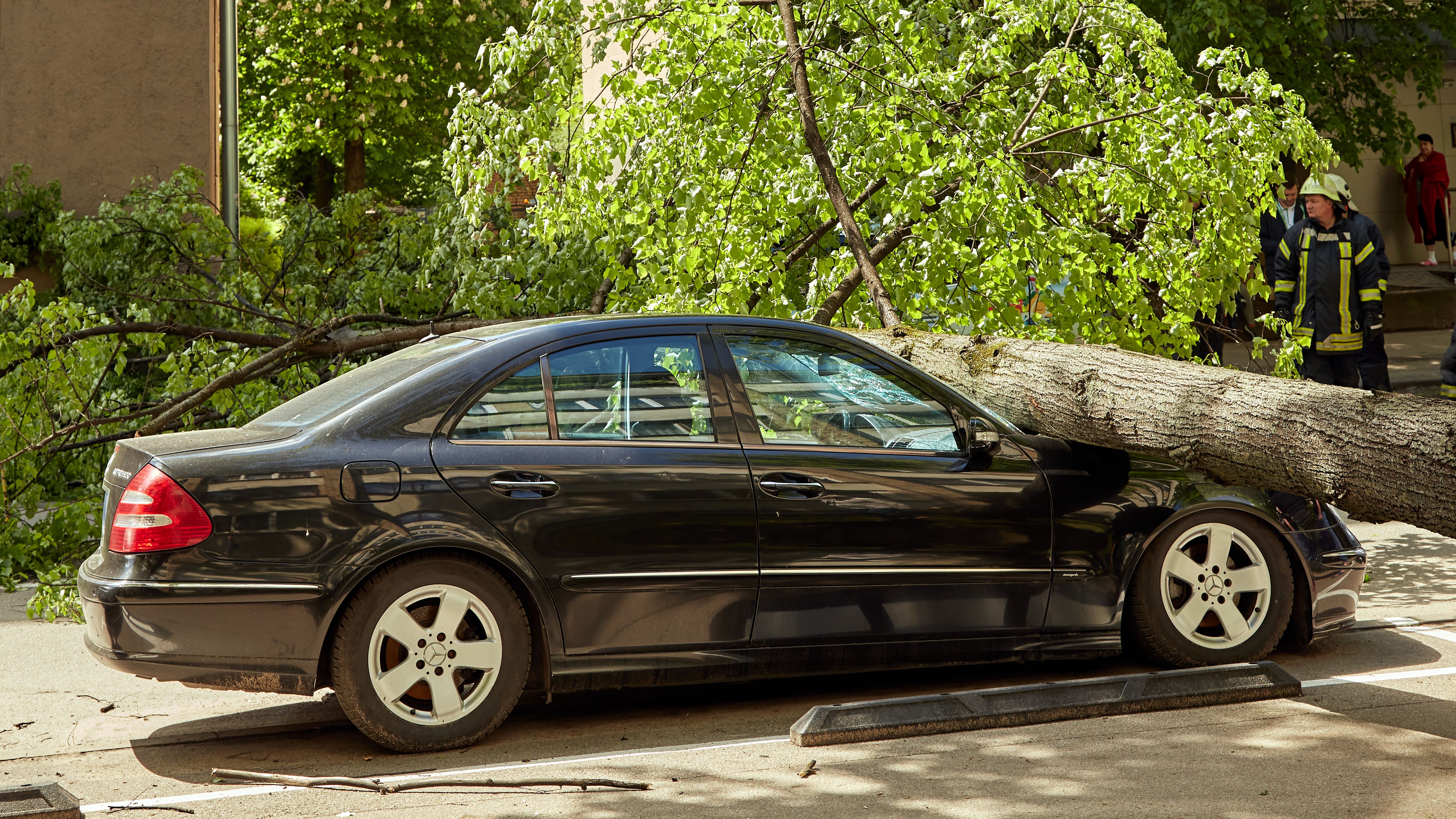 A parked car with a fallen tree laying on top of it