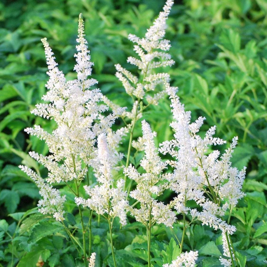 Perennial Farm Marketplace Astilbe A. 'snowdrift' (false Spirea) Perennial, Size-#1 Container, White Plumes