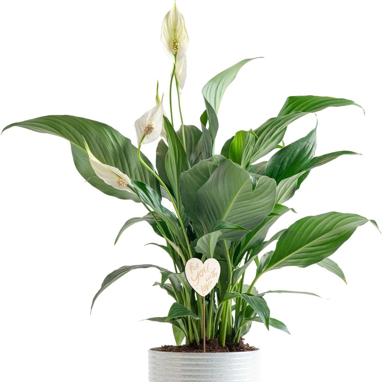 Costa Farms Peace Lily Live Plant in Decorative Pot, Air Purifying Flowering Indoor Houseplant, Perfect for Home, Room, or Office Decor, Great House Warming or Birthday Gift, 14-24 Inches Tall