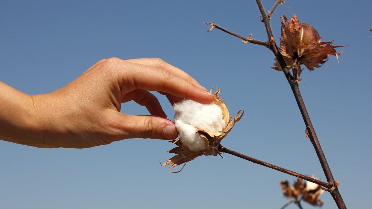 Cotton Harvest Time: Learn When To Harvest Cotton Grown At Home | Gardening  Know How