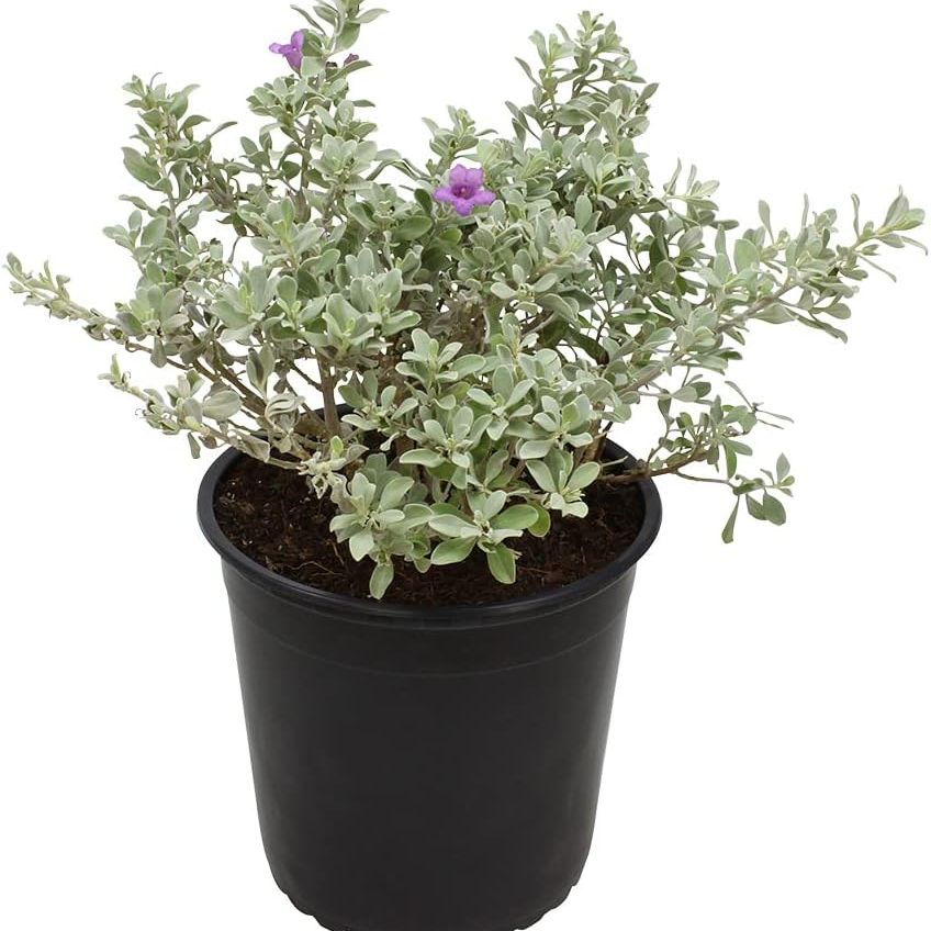 1g Silverado Sage Plant, Shrubs Live in Planters for Outdoor Plants Live, Live Plants Gardening Gifts, Live Plant Front Porch Decor, Sage Plants Edging for Landscaping, Garden Decor by Plants for Pets