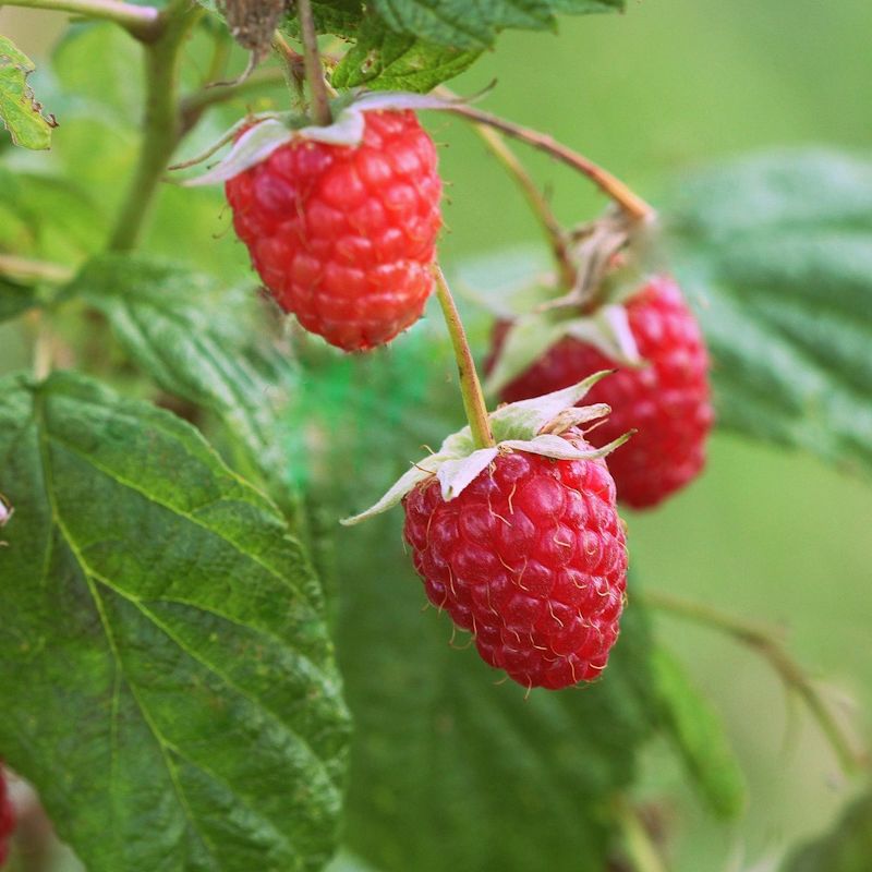 How to get a raspberry bush to fruit
