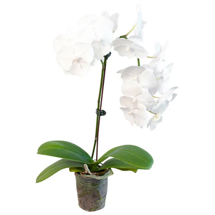 White Phalaenopsis Orchid