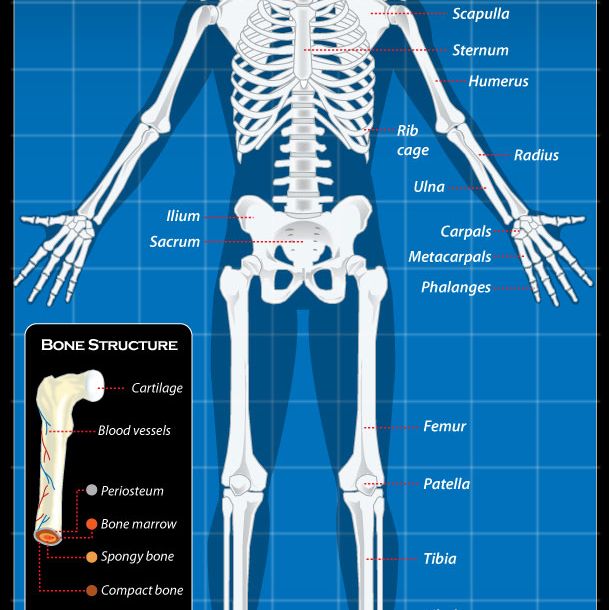 Skeletal System Labeled