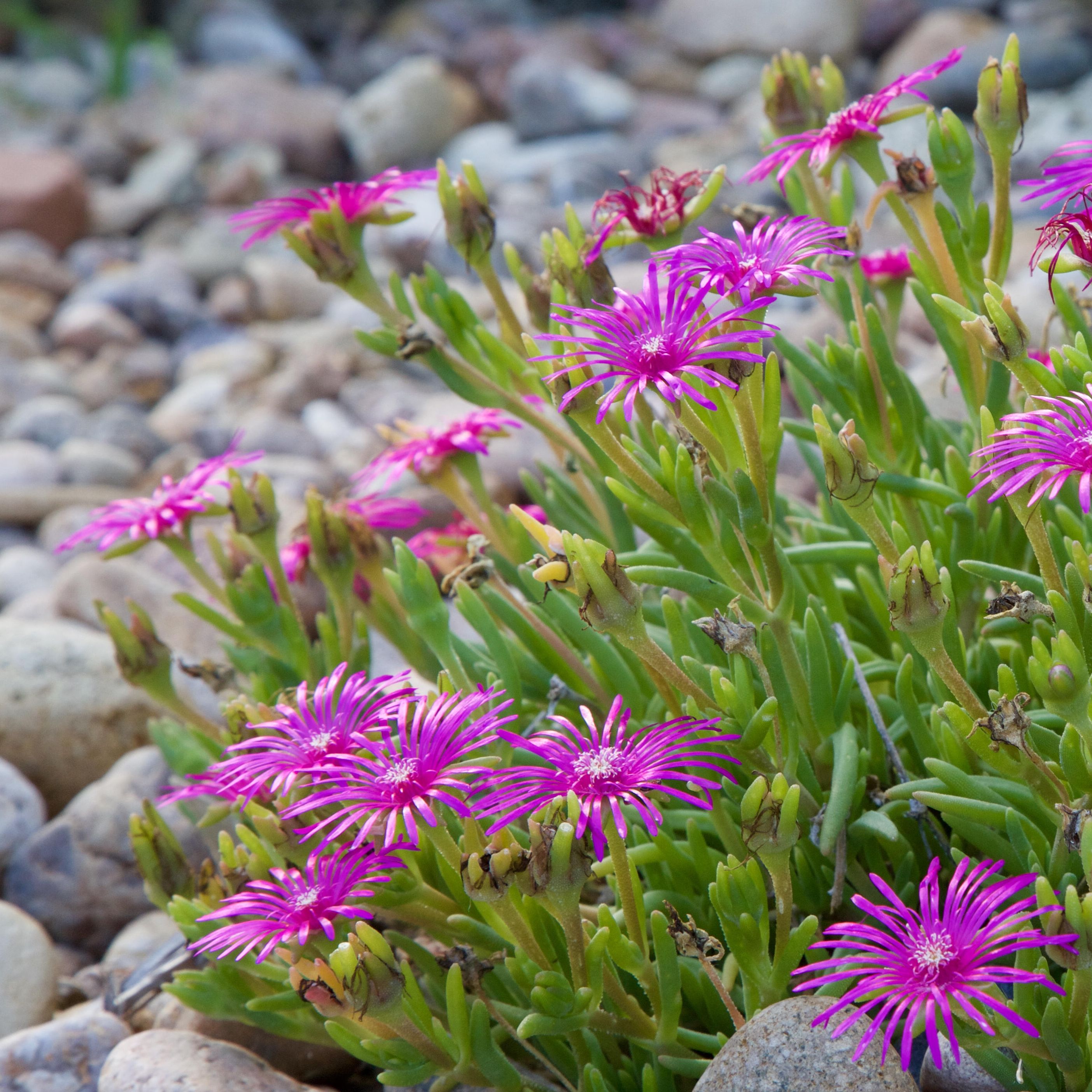 Pink flowering ice plant growing among pebbles