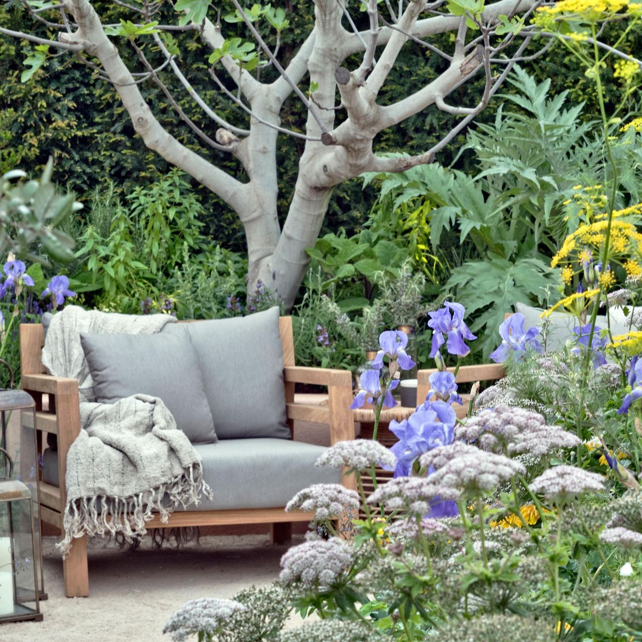 fig tree and flowers in courtyard garden