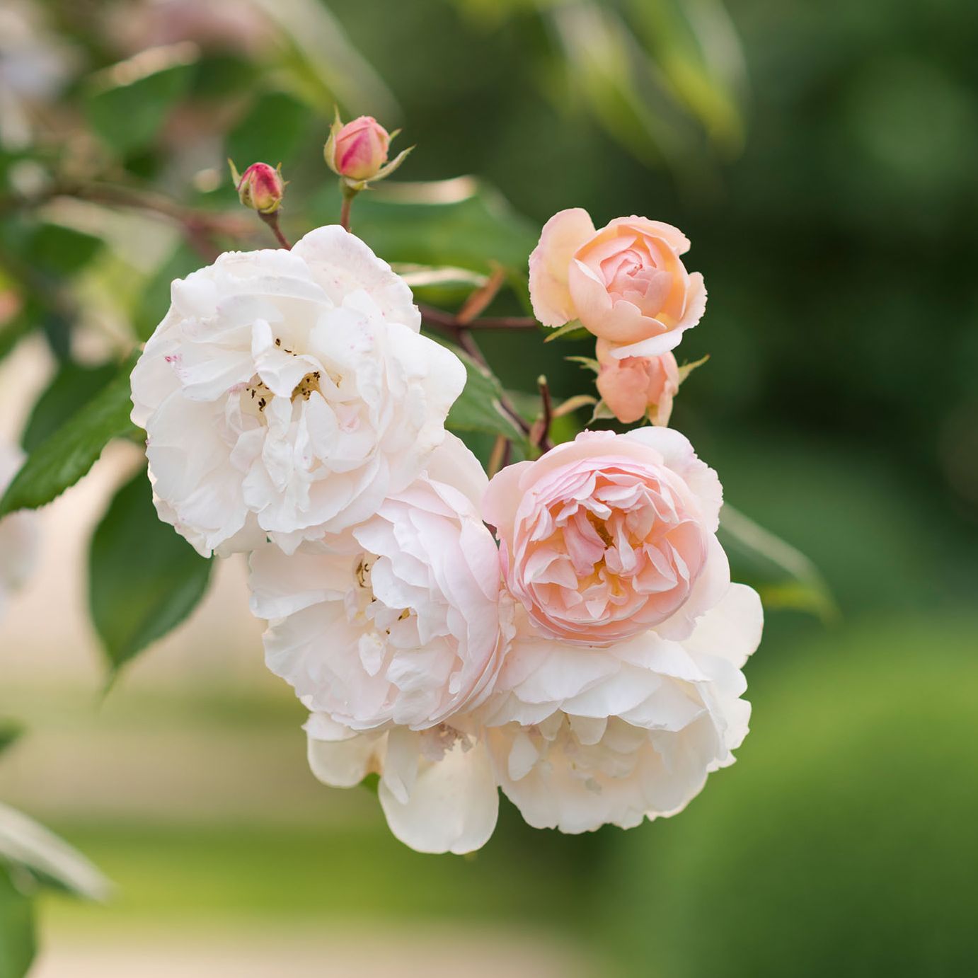 The gardens at Dummer House in Hampshire
