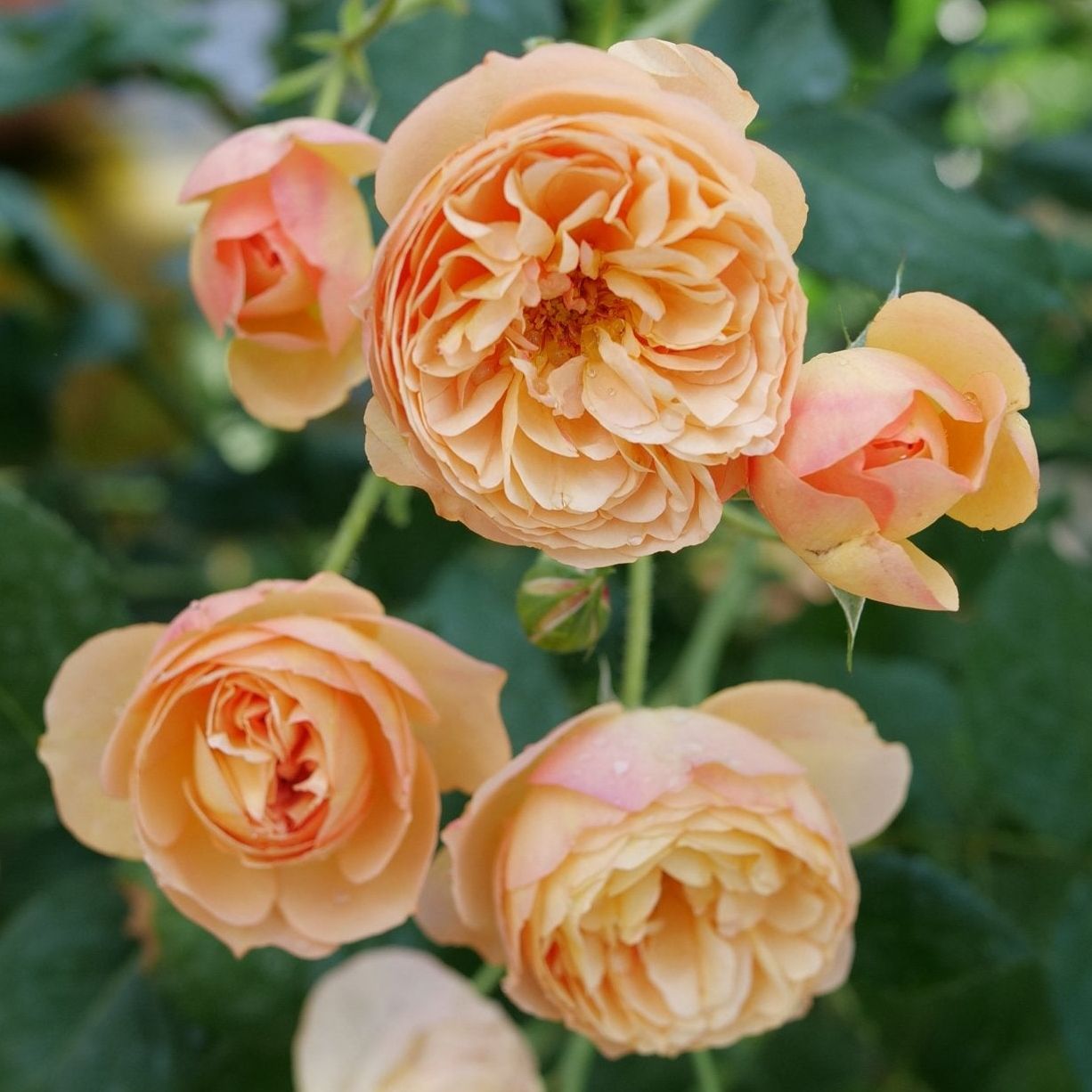Flavorette&amp;reg; Honey-Apricot Rose