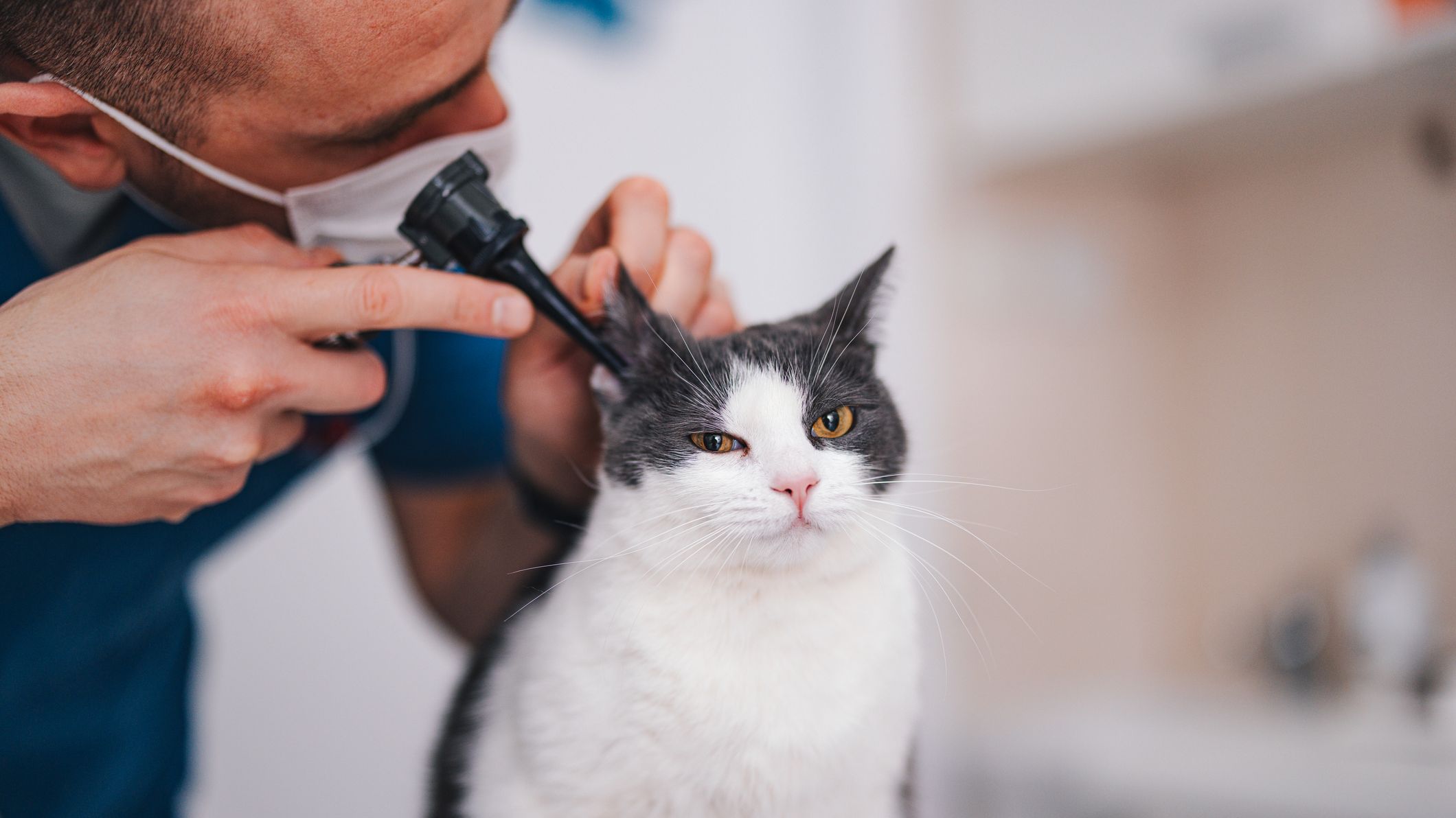 A vet examines the ears of a cat.