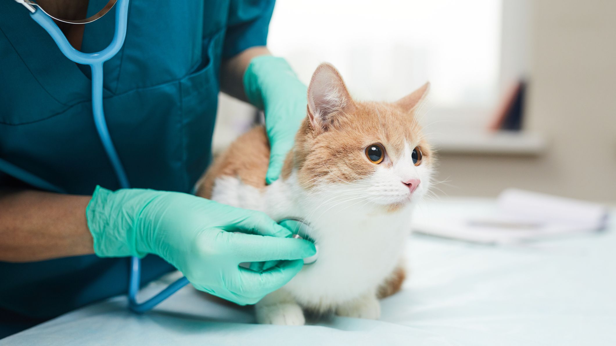 A vet listens to the heart and lungs of a kitten.