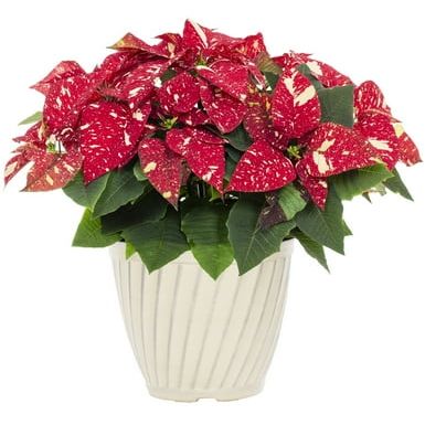 Better Homes &amp;amp; Gardens 1.25gal Red White Poinsettia Live Houseplant Plastic Decorative Planter