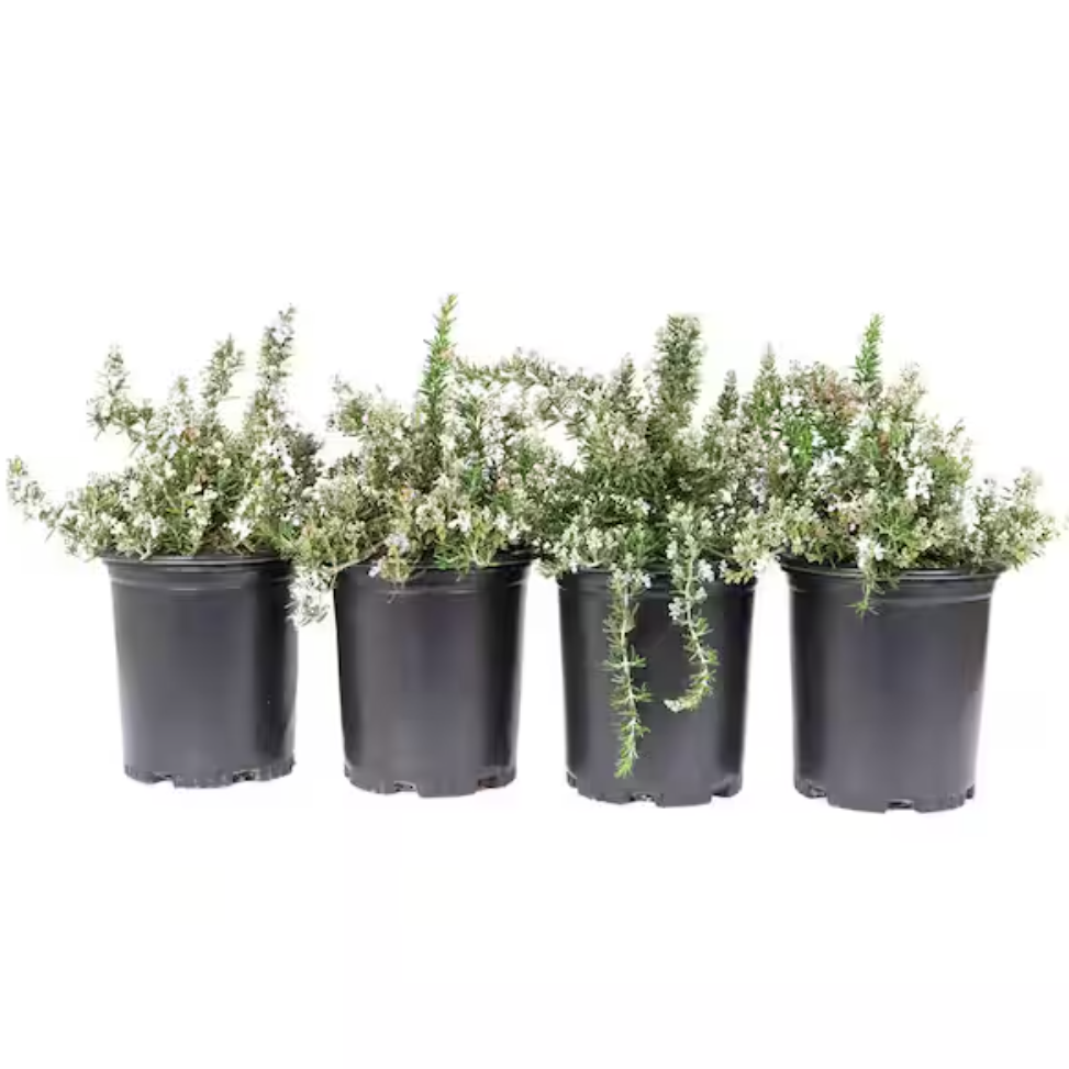 Creeping rosemary