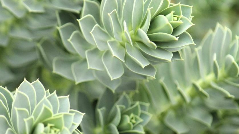 chayote plant seeds Chayote Live Plant 4
