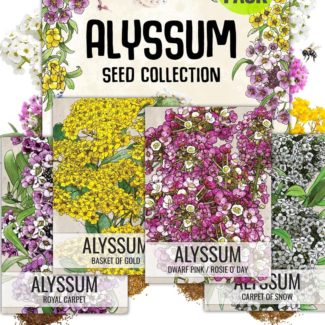 Seed Needs Heirloom Alyssum Flower Seed Packet Collection Variety Pack (includes 4 Packets) Basket of Gold, Royal Carpet, Dwarf Pink &amp;amp; Carpet of Snow - Perfect for Rock Gardens