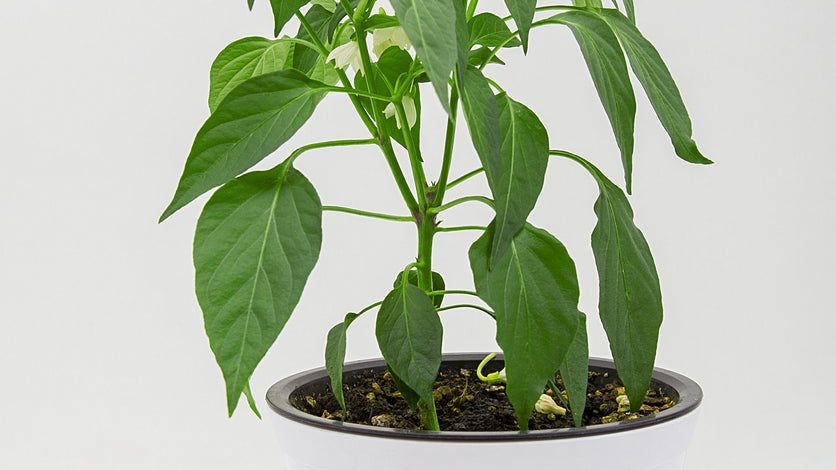 Can You Grow A Pepper Plant Inside: Learn About Growing Peppers Indoors |  Gardening Know How