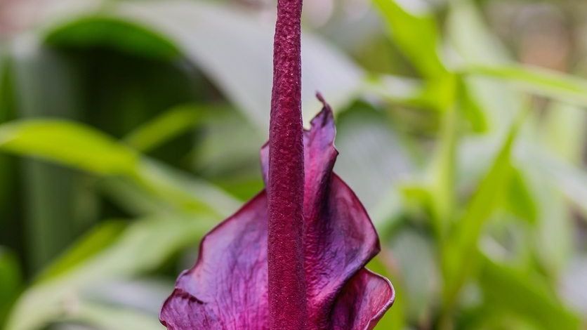Voodoo Lily Plants - Learn About The Care Of Voodoo Lilies | Gardening Know  How