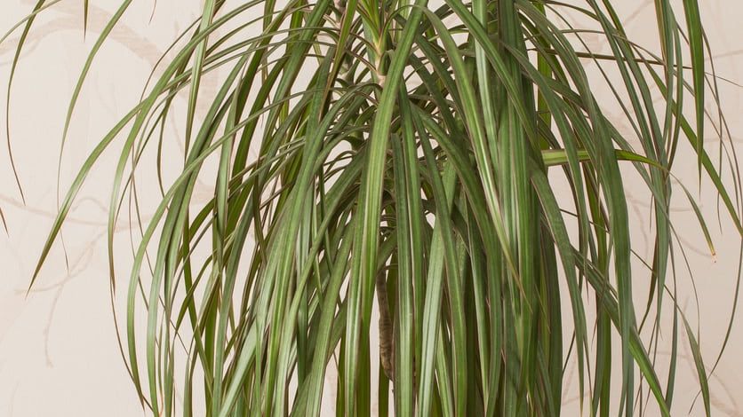 Yucca Vs. Dracaena Plants: What's The Difference Between Yucca And Dracaena  | Gardening Know How