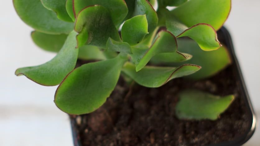Ripple Jade Care  Learn About Growing A Ripple Jade Plant | Gardening Know  How