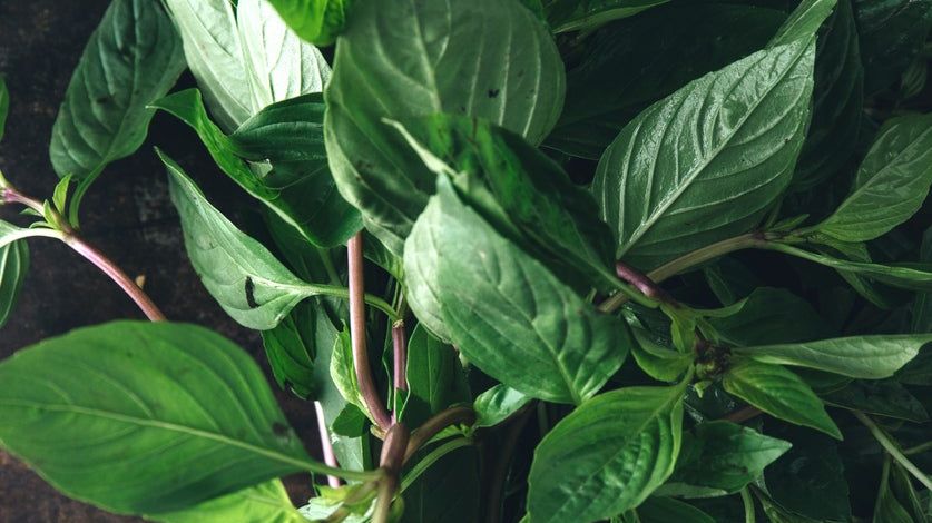 chinese wolfberry plant Goji berry plant, wolfberry, Lycium chinense 宁夏枸杞苗 US Seller – Santiam  Nursery