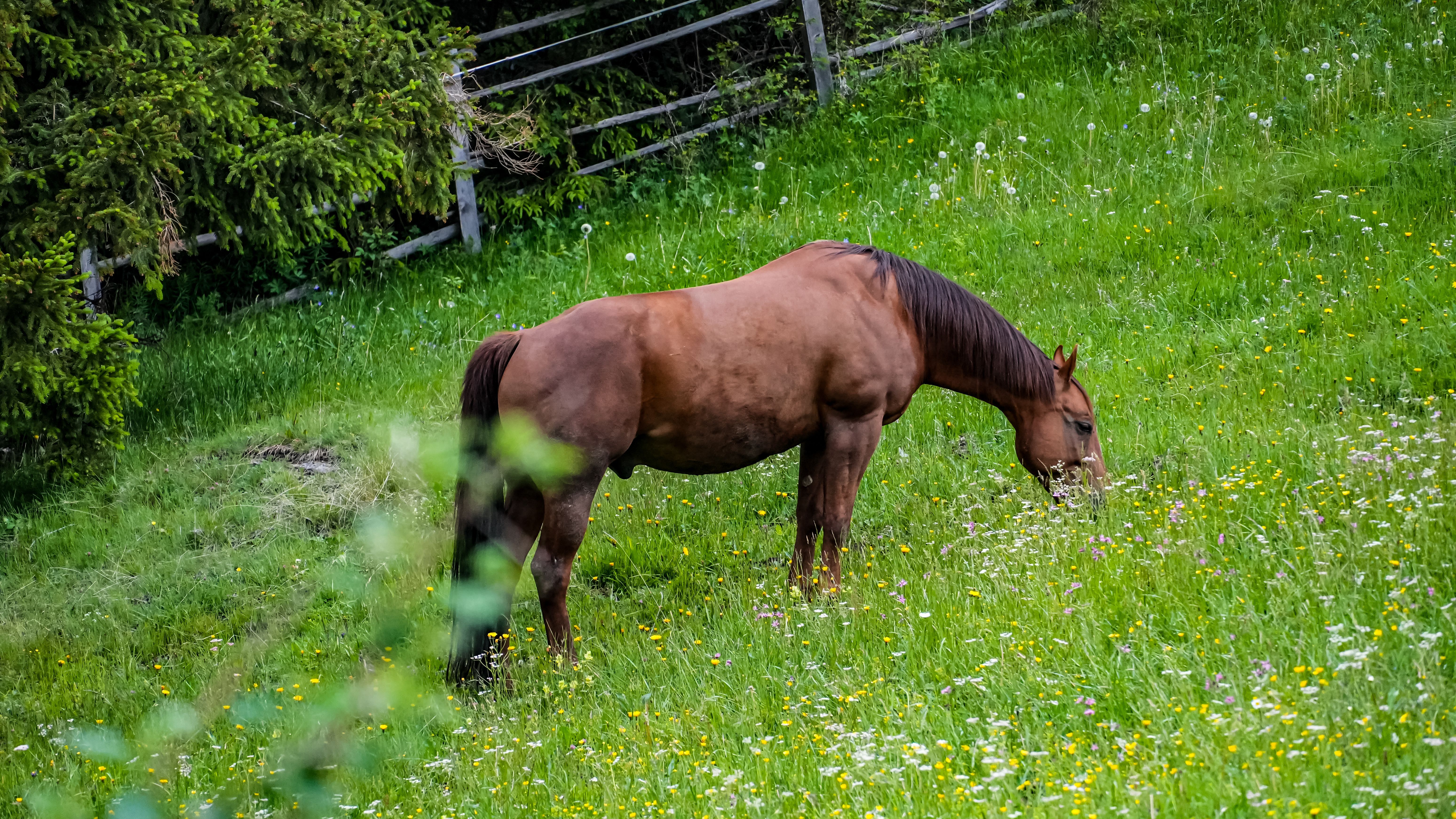Horse grazing on field with wild flowers