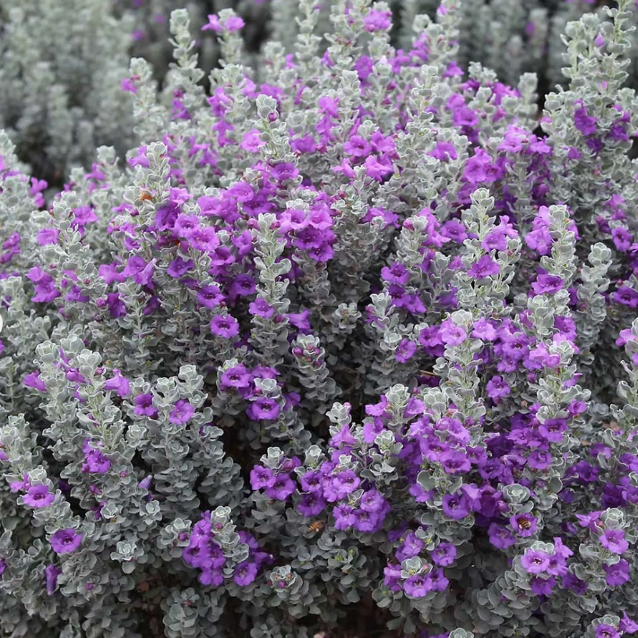 Microburst&amp;trade; Texas Sage Shrub