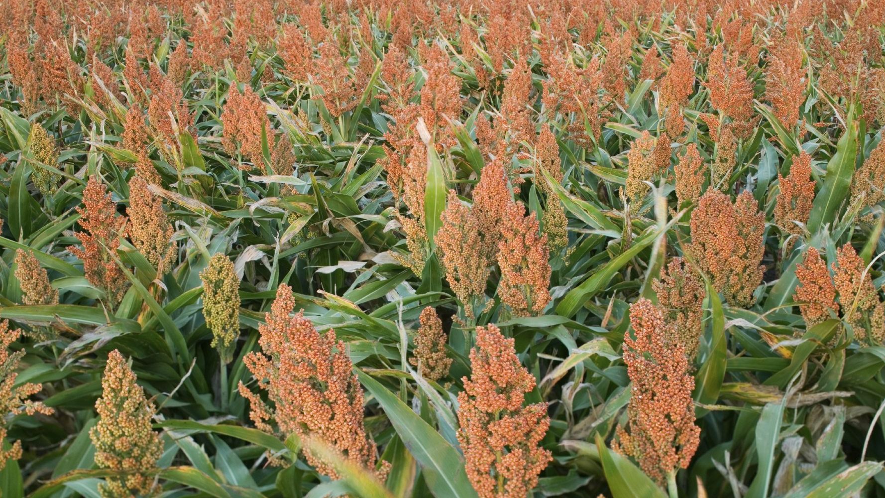 Sorghum Grass Information: Learn About Sorghum Grass Seed | Gardening Know  How