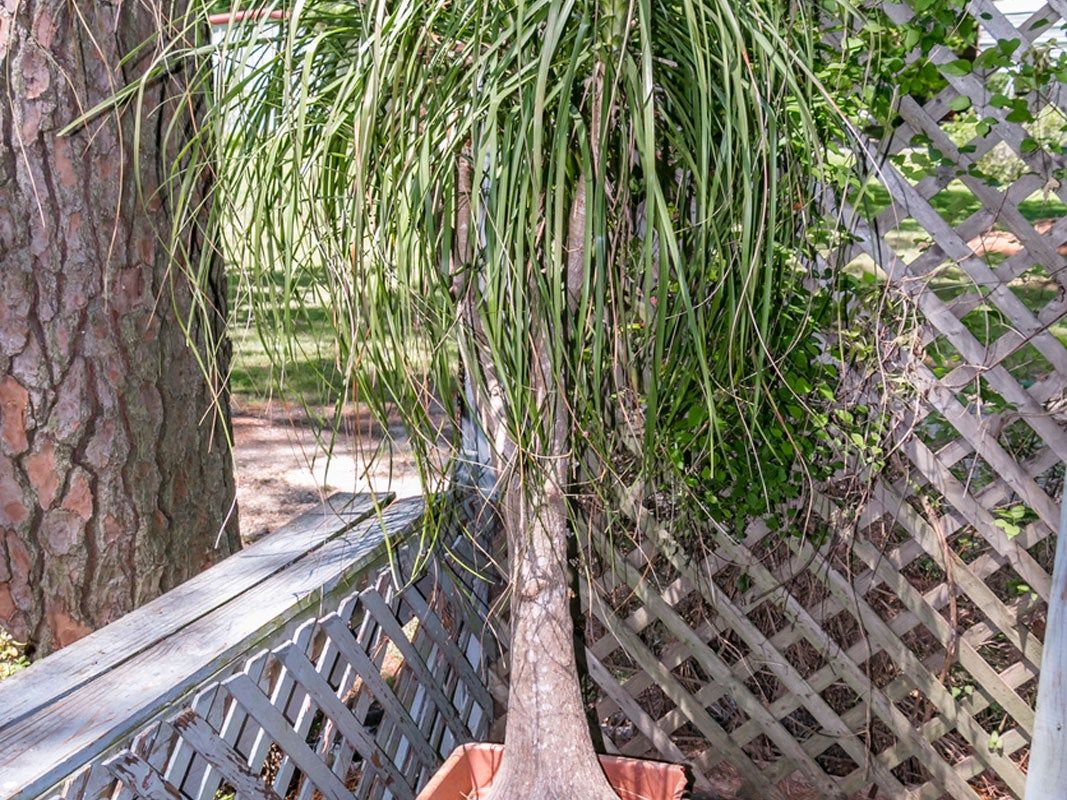 Ponytail Palm Replanting: When And How To Transplant A Ponytail Palm Tree |  Gardening Know How