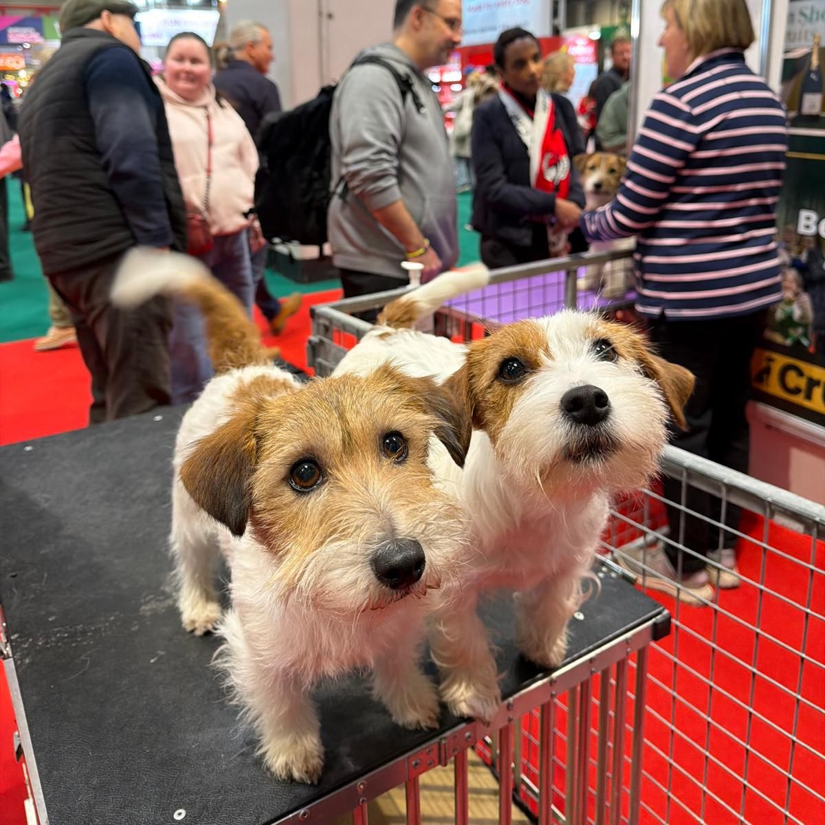 Gino and Maisie at Crufts