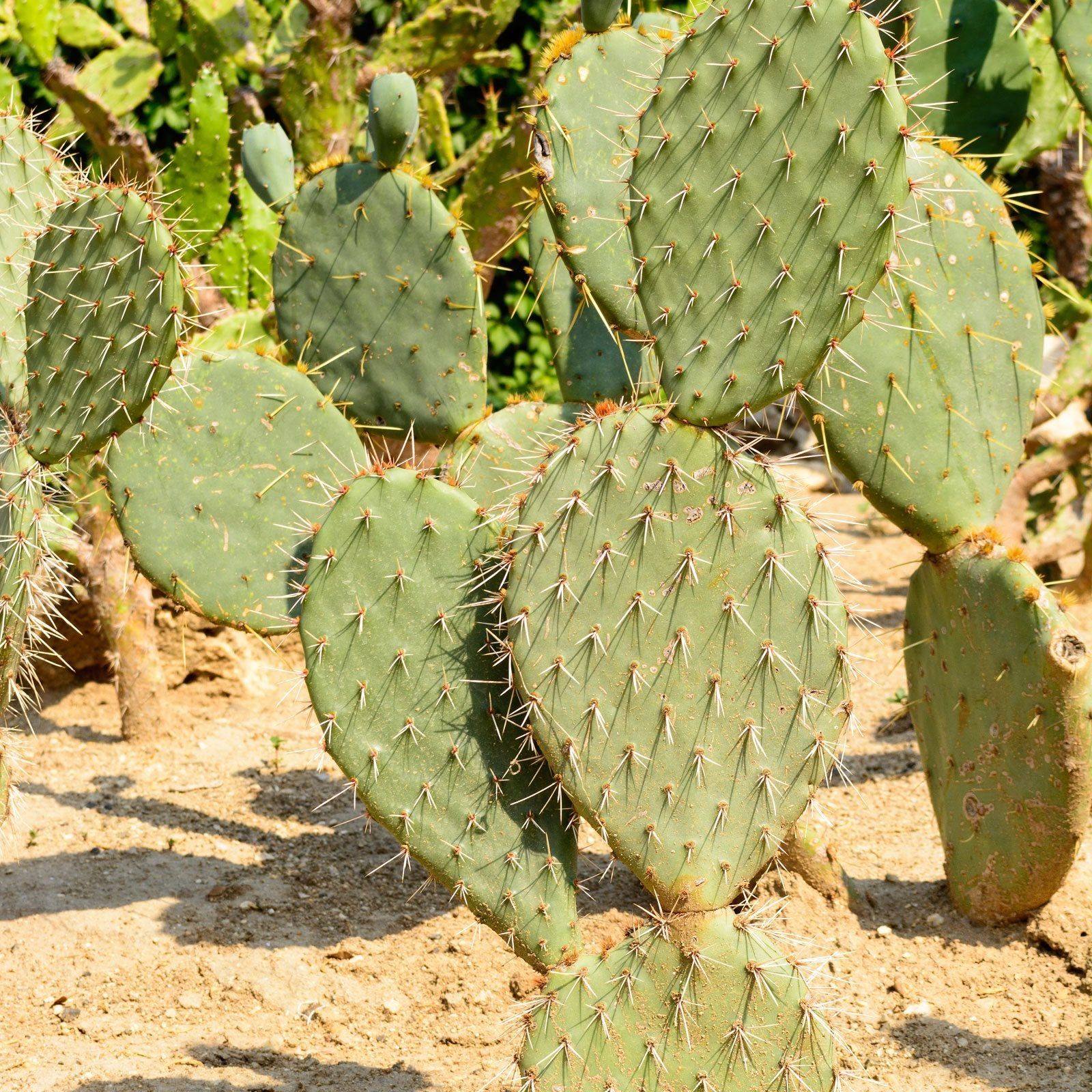 Benefits Of Drought Tolerant Plants - Using Drought Tolerant Plants In The  Desert | Gardening Know How