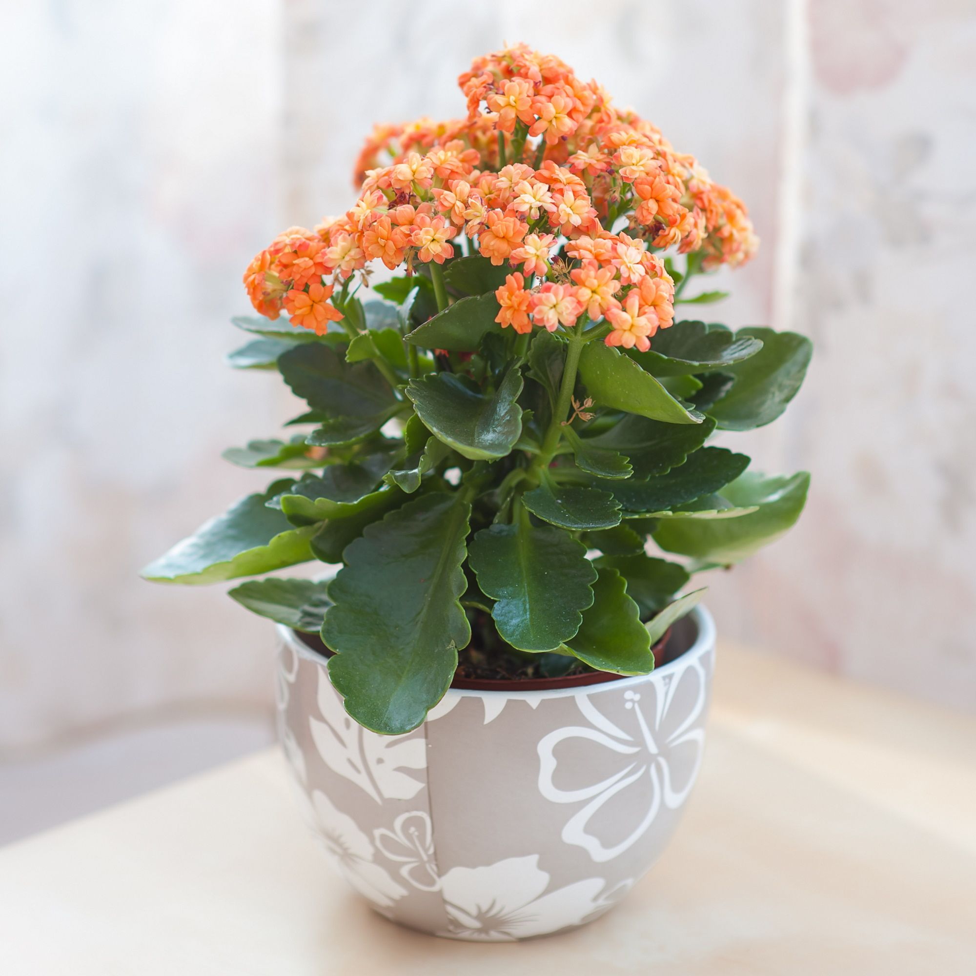 Orange kalanchoe flowering on table