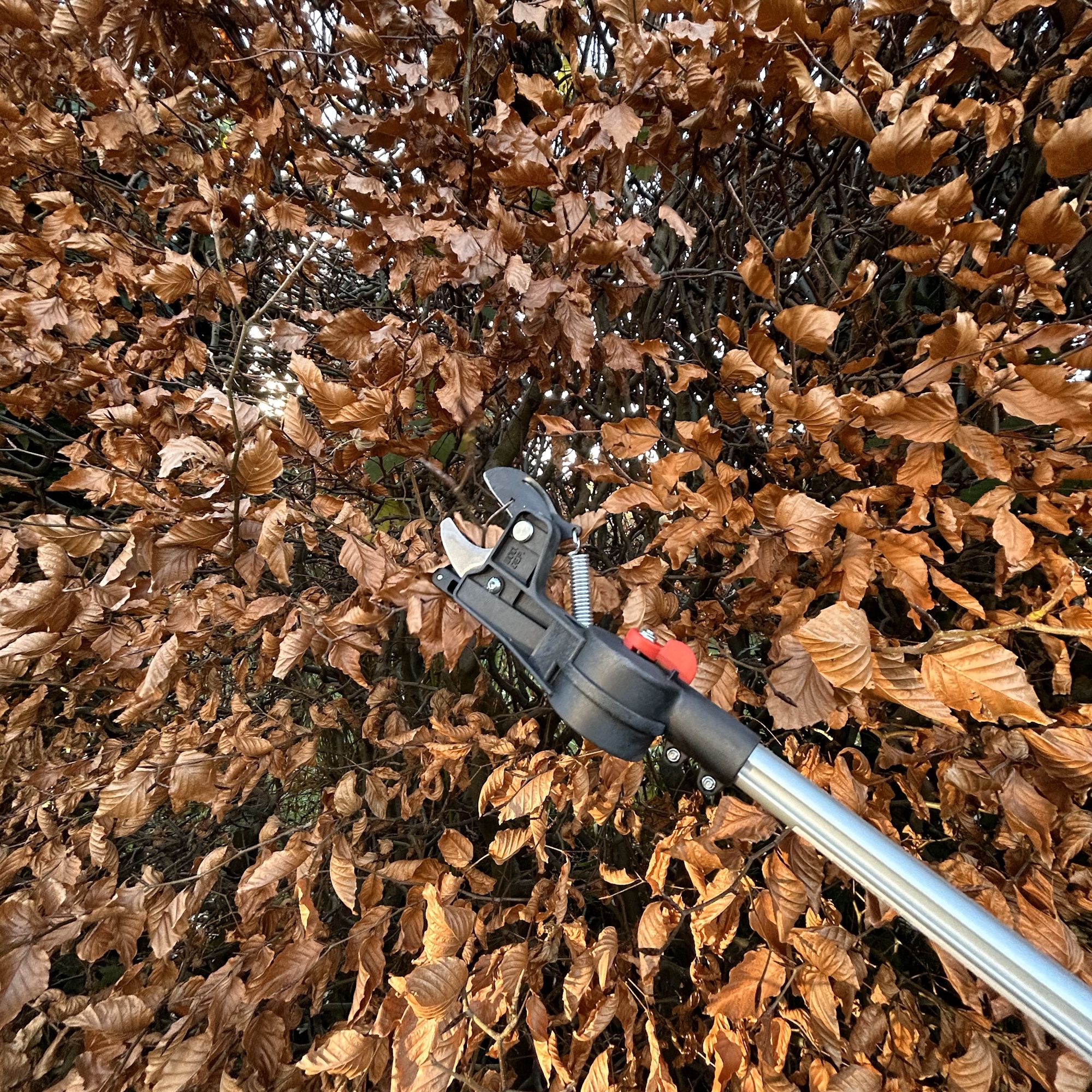 Blades of Felco 290 pruner against beech hedge in fall