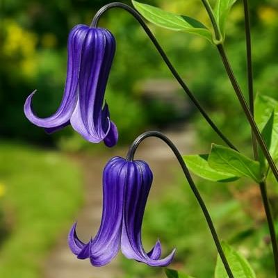 Perennial Farm Clematis 'rooguchi' Hybrid &amp;ndash; Live Flowering Vine in 4 Quart Container, Bell-Shaped Indigo-Purple Blooms, Non-Clinging Climber, Long Blooming, Ideal for Trellises, Arches &amp;amp; Containers