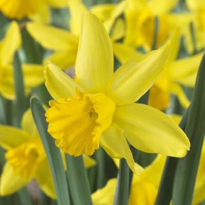 February Gold Miniature Daffodil Bulbs for Planting - Adorable Mini Flowers (20 Bulbs)
