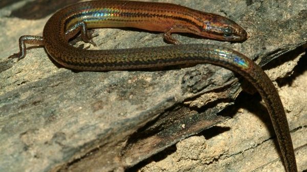 Tiny, Shiny Lizard Discovered in Asian Forest | Live Science