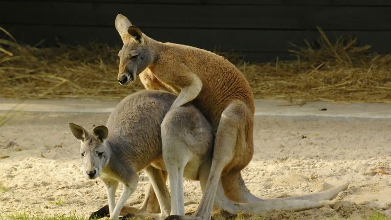 Rus lesbian havaskor suratga olish