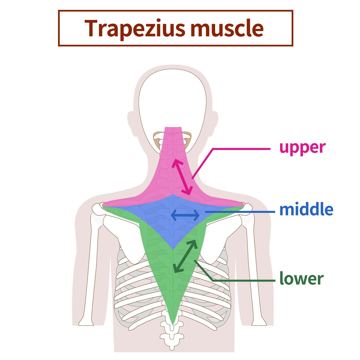 Illustration of the anatomy of the Trapezius muscle